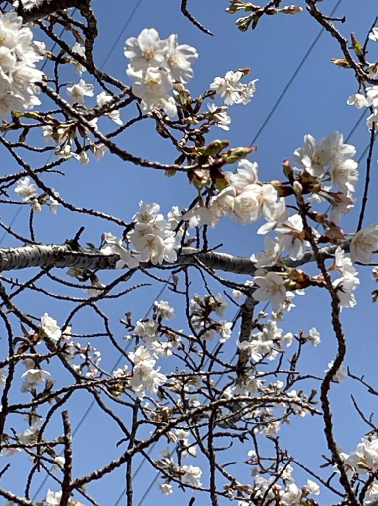 子供のアトピー性皮膚炎