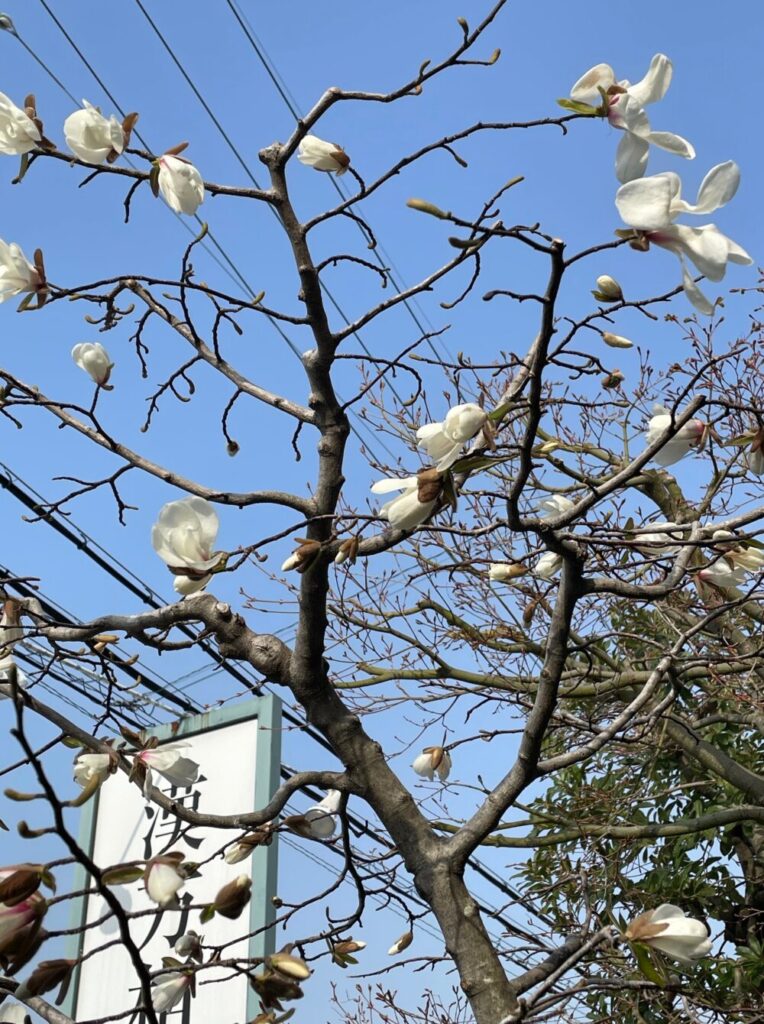 高齢者の坐骨神経痛