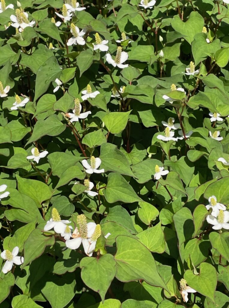 高齢者の腎臓病に対する漢方薬　３