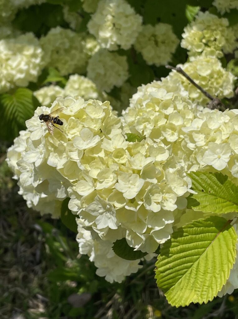 ５月病と中医学