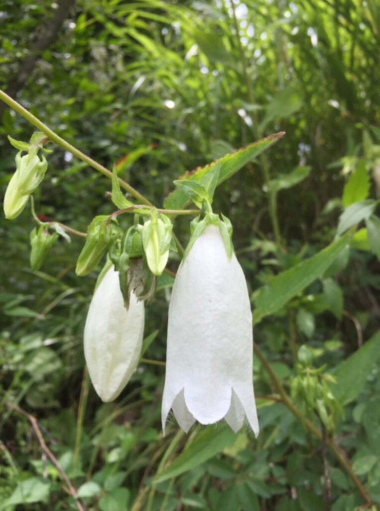 舌痛症の改善に漢方薬 　2