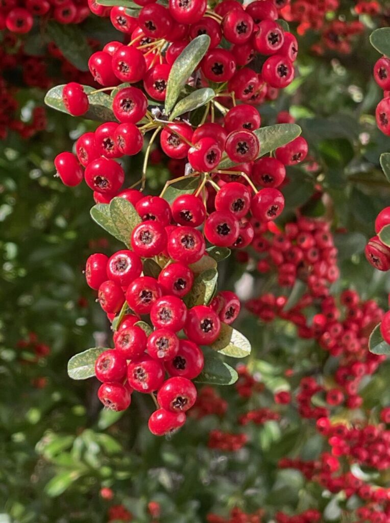 男性更年期に漢方薬が有効です