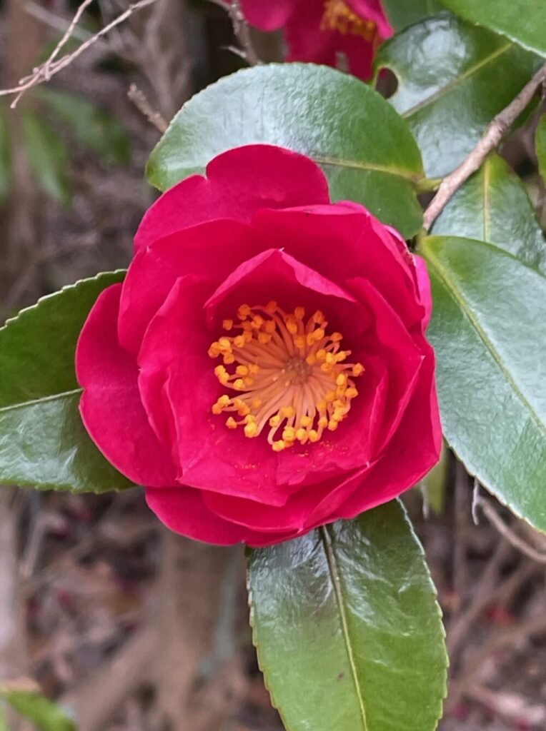 会食恐怖症や社交不安症の漢方