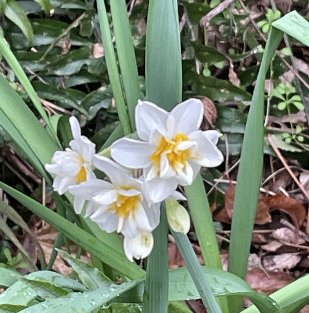 IgA腎症による蛋白尿