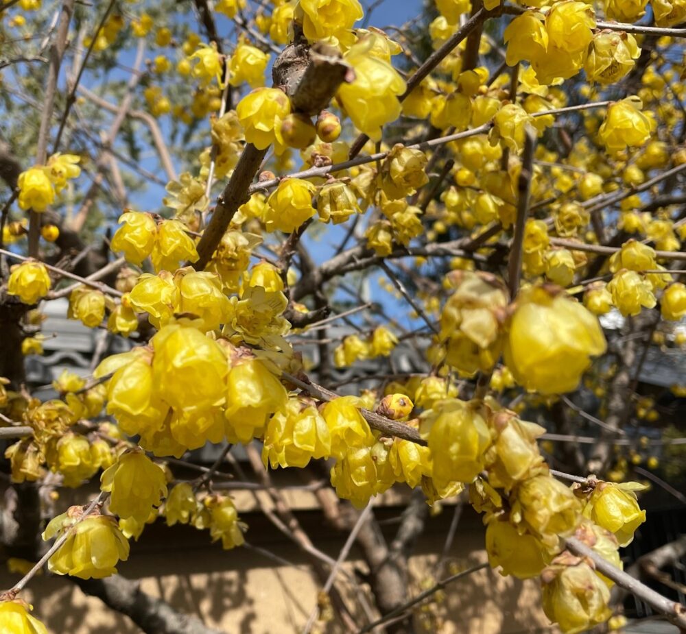 肩関節の痛みに漢方