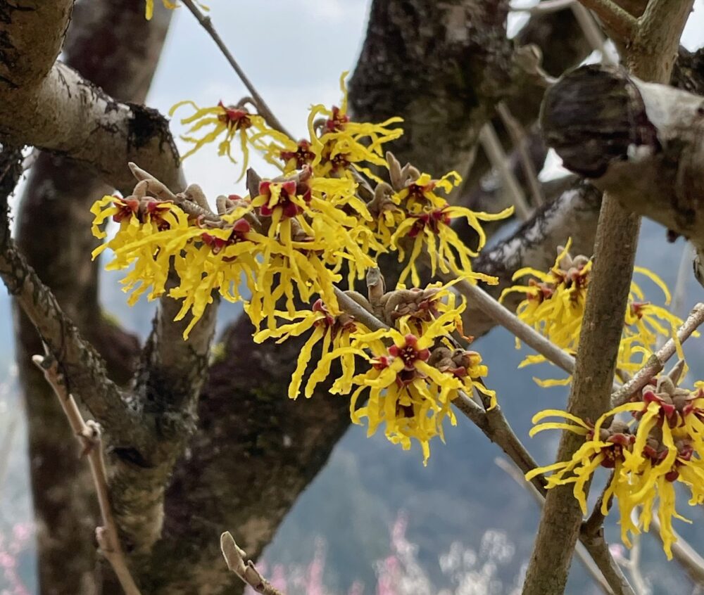 四季の血圧変動と漢方