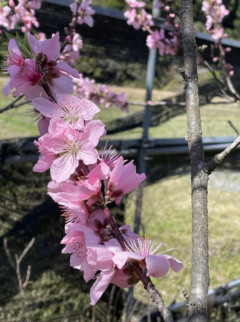 高齢者の不安症