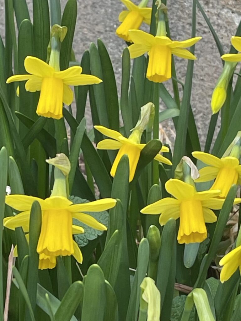 嗜眠（しみん）の漢方