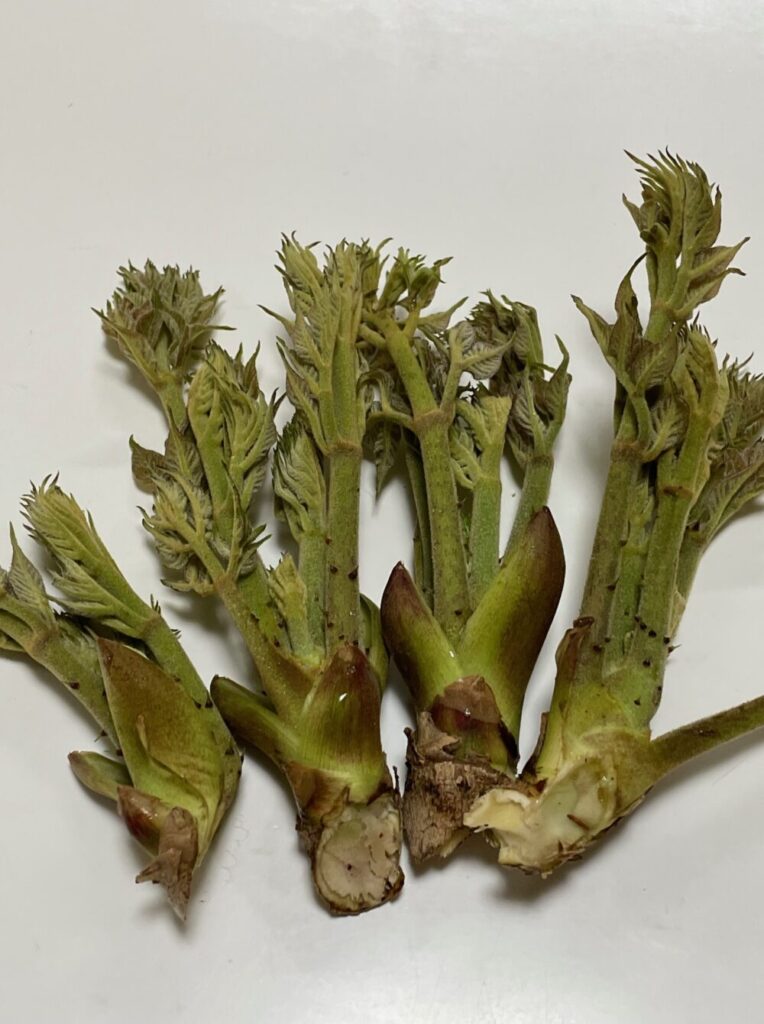 高齢者の透析を避ける漢方