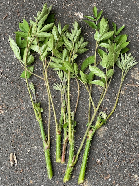 病気不安症（心気症）の漢方