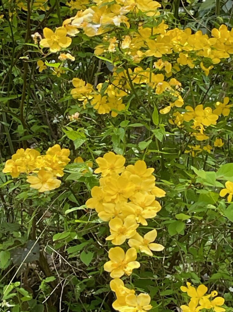 腎移植後の腎機能維持