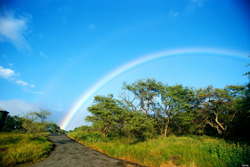 o-RAINBOW-HAWAII-900.jpg