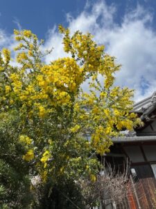 お彼岸…春分の日です