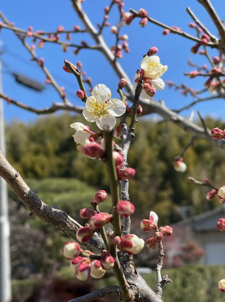 黄体機能不全から自然妊娠、そして出産へ