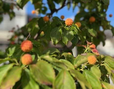 不育症・高齢妊娠を乗り越えて出産