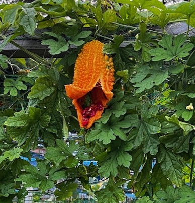 多嚢胞卵巣症候群を乗り越えて2つの宝を得ました