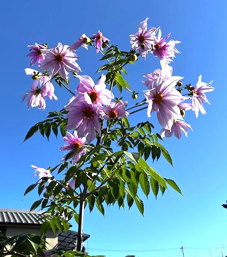 「妊娠できる」前兆です