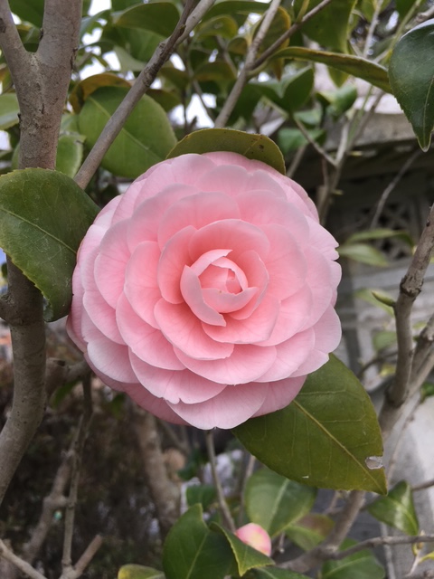 やっとわが子に遭えました