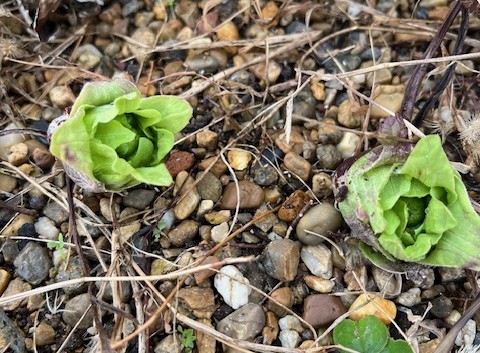 フランスからうれしい妊娠報告