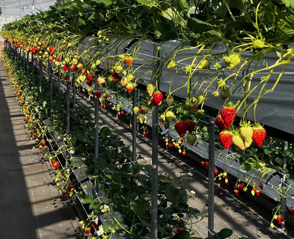 高齢の不妊は焦らないことが大切