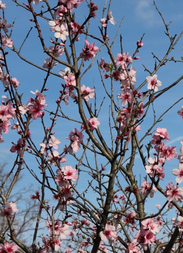 弥生・三月にうれしい報告