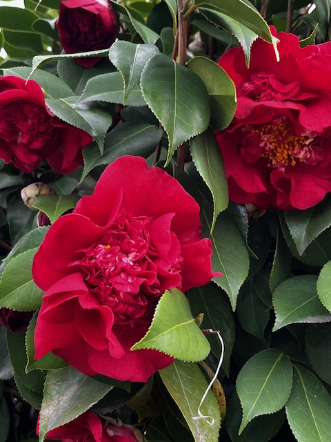 親子2代で妊娠への体つくり