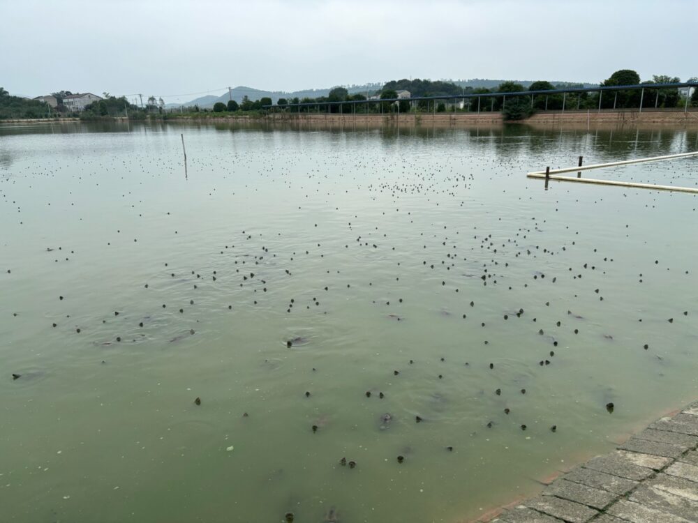 亀の養殖地に行ってきました