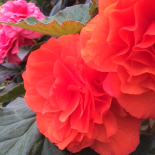 begonia (320x320).jpg