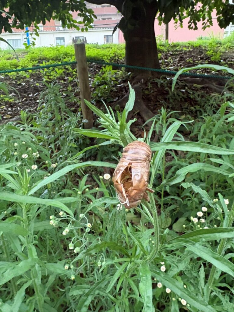 セミの抜け殻