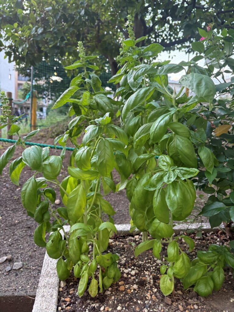 🌿 育ちすぎたバジルと、意外と知らない栄養パワー