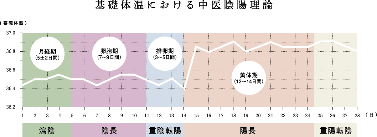 基礎体温における中医陰陽理論