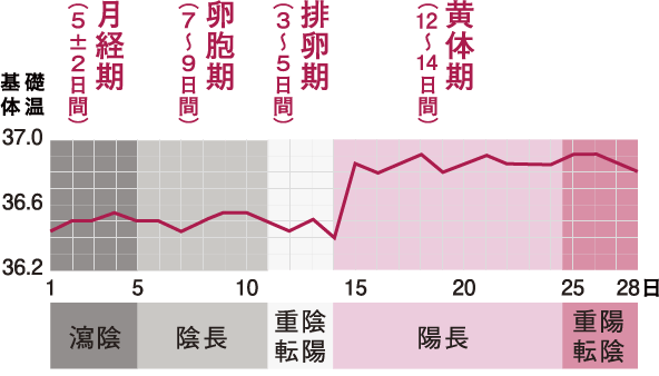 基礎体温における中医陰陽理論